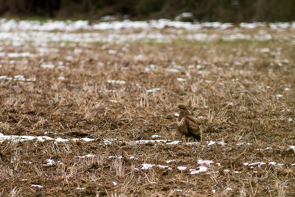 Buse Variable dans un champs